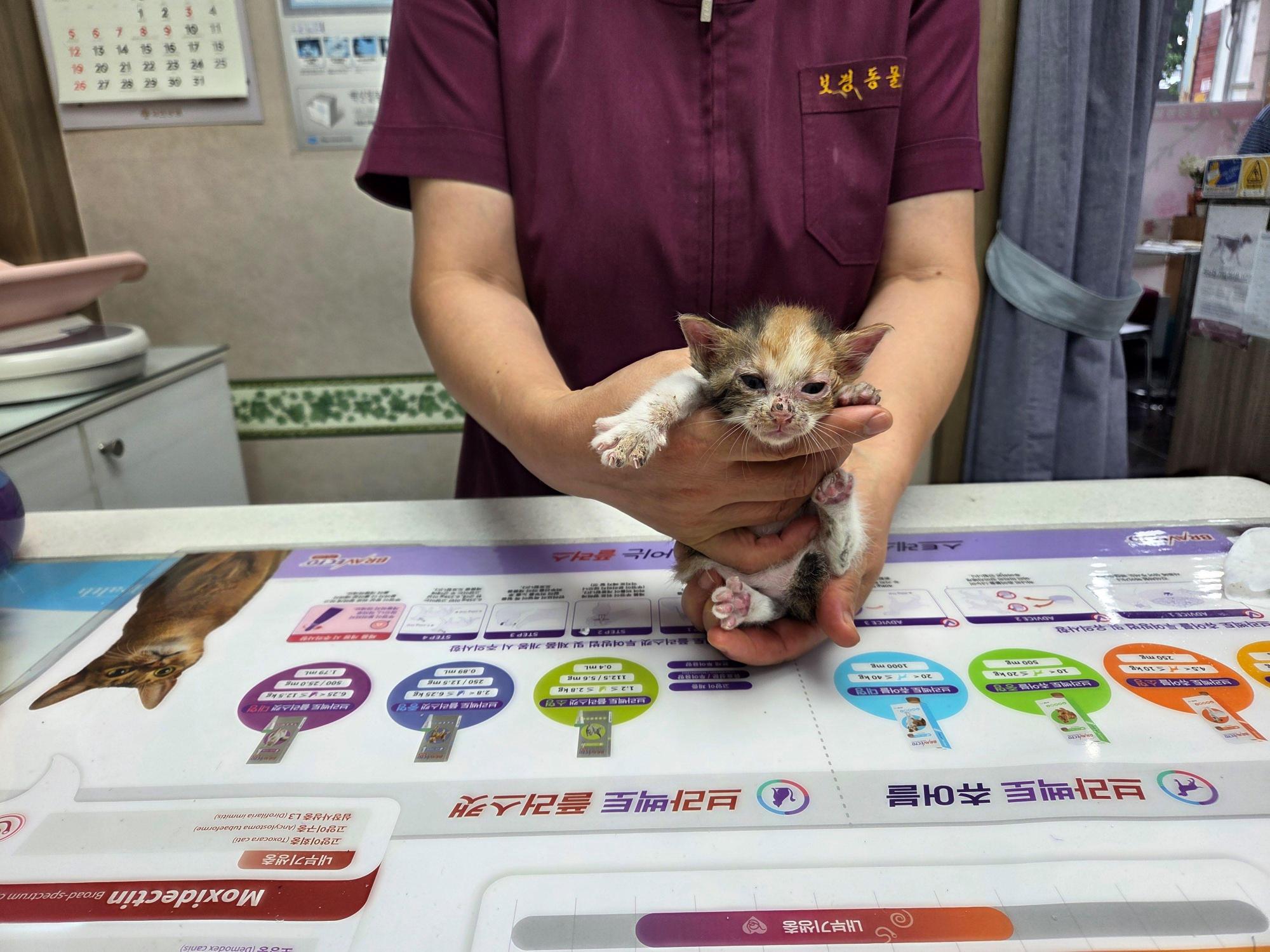 보호중 한국 고양이…